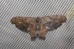 Calledapteryx dryopterata