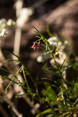 Hermannia coccocarpa