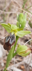 Ophrys fusca