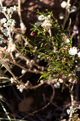 Hermannia coccocarpa