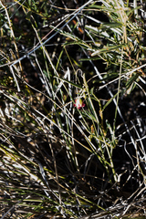 Hermannia coccocarpa