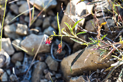 Hermannia coccocarpa