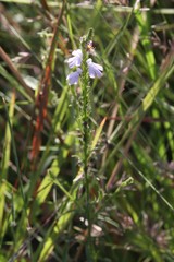 Striga curviflora