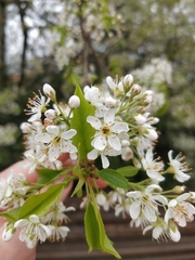 Prunus