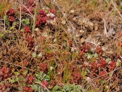 Spergula pentandra