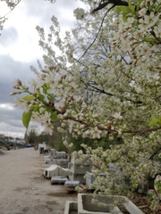 Prunus