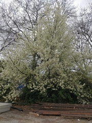Prunus