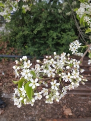 Prunus