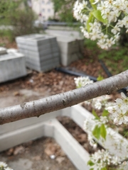 Prunus