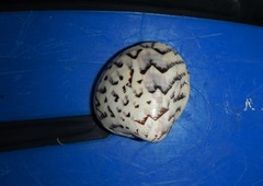 Lioconcha castrensis