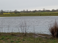 Haematopus ostralegus