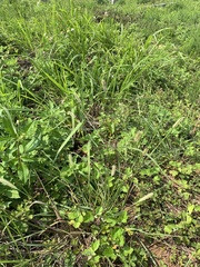 Setaria pallide-fusca