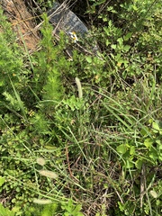 Setaria pallide-fusca