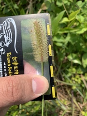 Setaria pallide-fusca