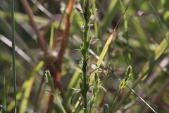 Striga curviflora
