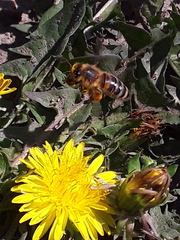 Apis mellifera