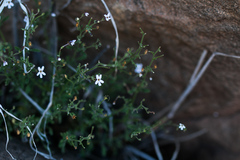 Jamesbrittenia tysonii