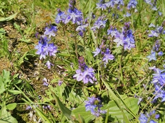 Veronica orsiniana