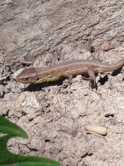 Lacerta agilis