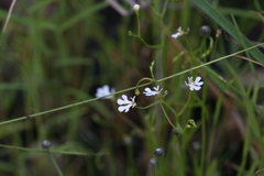 Stylidium capillare