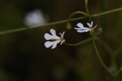 Stylidium capillare