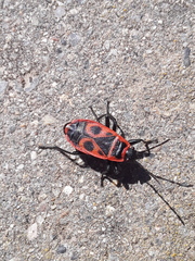 Pyrrhocoris apterus