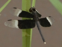 Neurothemis tullia