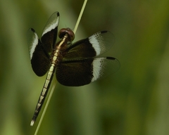 Neurothemis tullia