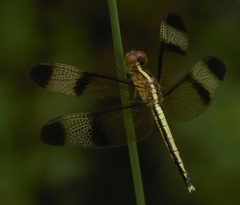 Neurothemis tullia