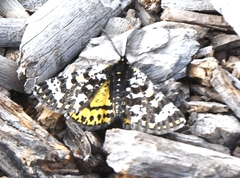 Eurranthis plummistaria