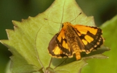 Ampittia dioscorides