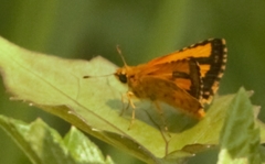 Ampittia dioscorides