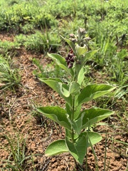 Vincetoxicum atratum