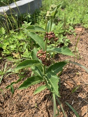 Vincetoxicum atratum