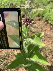 Vincetoxicum atratum