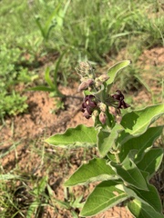 Vincetoxicum atratum