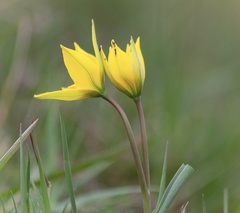 Tulipa sylvestris biebersteiniana