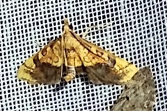 Choristostigma