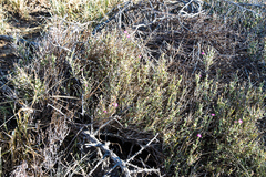 Ruschia vanderbergiae