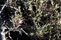 Ruschia vanderbergiae