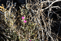 Ruschia vanderbergiae