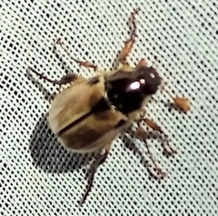 Paranomala inconstans