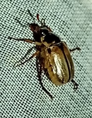 Paranomala inconstans