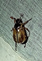 Paranomala inconstans