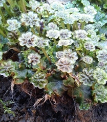 Marchantia polymorpha