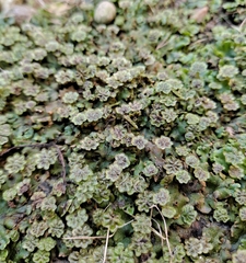 Marchantia polymorpha