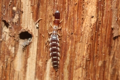 Parainocellia bicolor