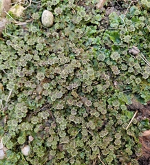 Marchantia polymorpha