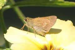 Parnara amalia