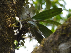 Coelogyne breviscapa
